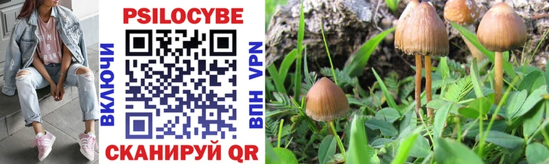 Галлюциногенные грибы Psilocybe  кракен вход  Онега 